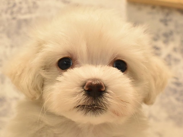 静岡県のハーフ犬 (ペッツワン沼津店/2024年2月10日生まれ/男の子/ホワイト)の子犬